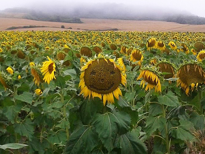 Sunflower field near Villambistia, Castile and León, Spain