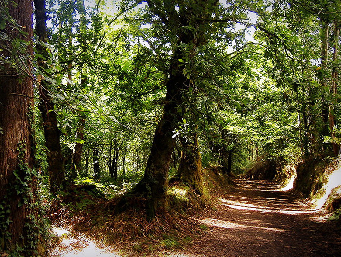 Woodland trail, A Coruña, Spain
