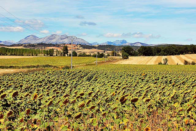 Poblacion de Campos, Palencia
